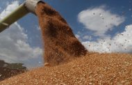 Експерти знизили прогноз врожаю зернових та олійних культур в Україні