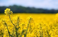 Ukraine has the highest yields of rapeseed