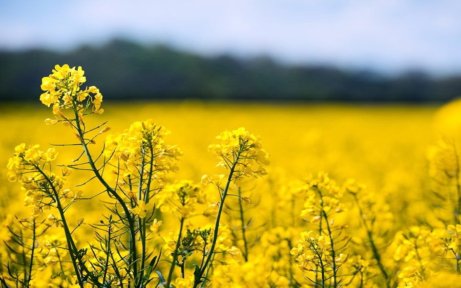 Ukraine has the highest yields of rapeseed