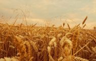 Ukrainian grain: Almost 57.2 million tons have already been harvested