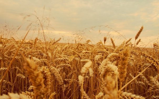 Ukrainian grain: Almost 57.2 million tons have already been harvested