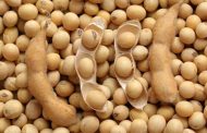 Ukrainian soybean yield does not exceed 50% of the productivity potential of varieties