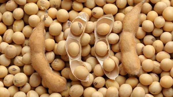 Ukrainian soybean yield does not exceed 50% of the productivity potential of varieties