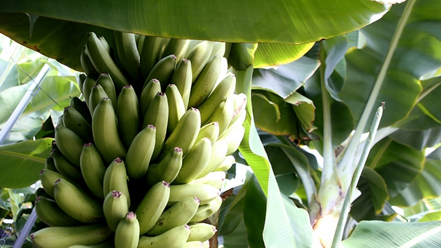 Bananas with Edible Peel, a New Development in Japan!