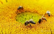 A Way to Control Bees by Increasing Yields!