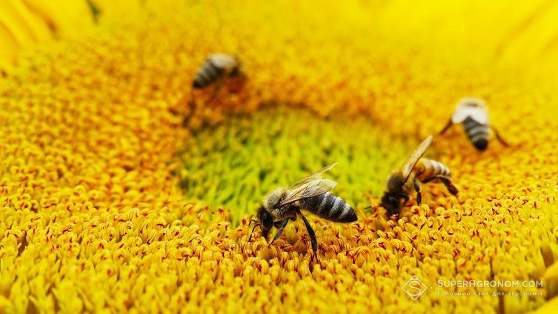 A Way to Control Bees by Increasing Yields!