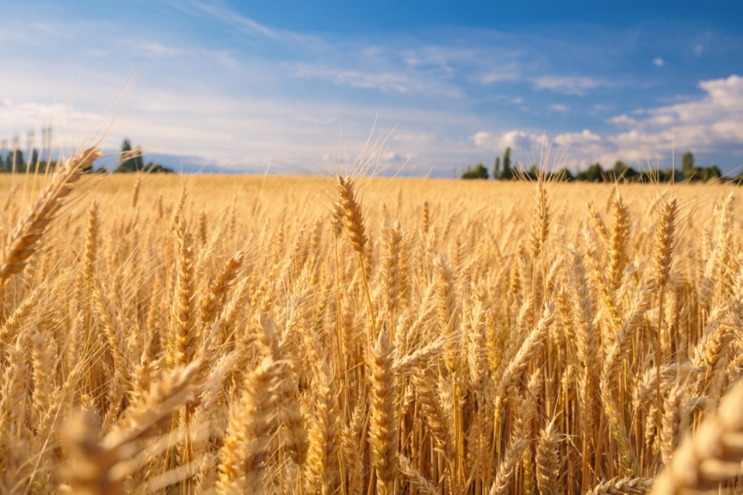 Ukraine Plans to Grow Black and Blue Wheat!