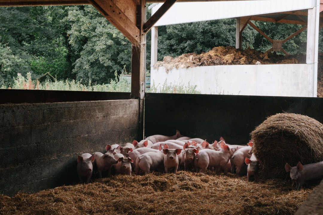 Establishing Livestock Farms with Compartment Status in Ukraine!