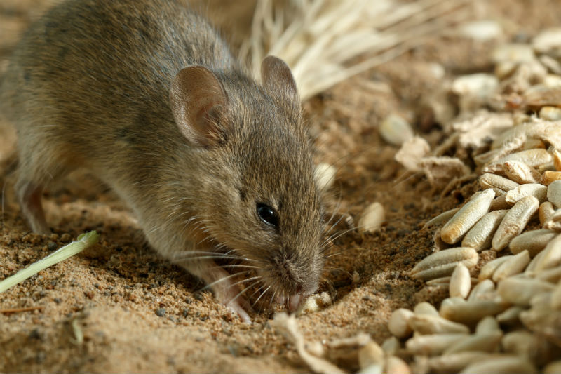 Appearance of Murine Rodents Due to Warming in Winter Crops!