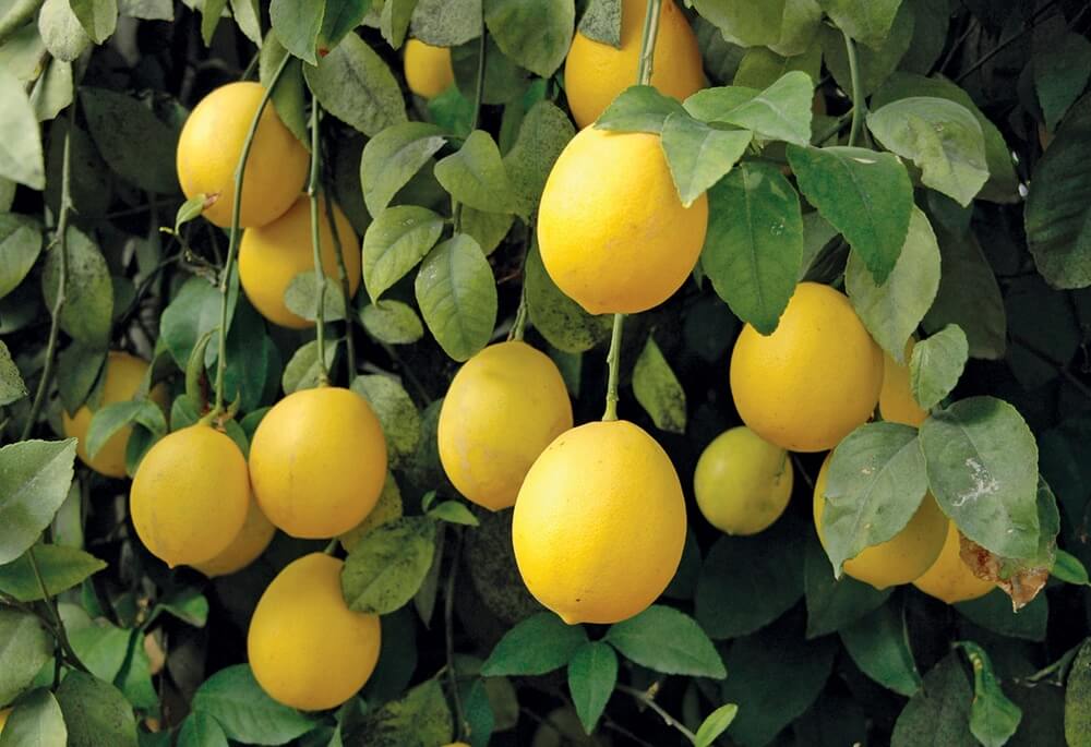A Farmer Harvests Lemons 7 Times a Year!