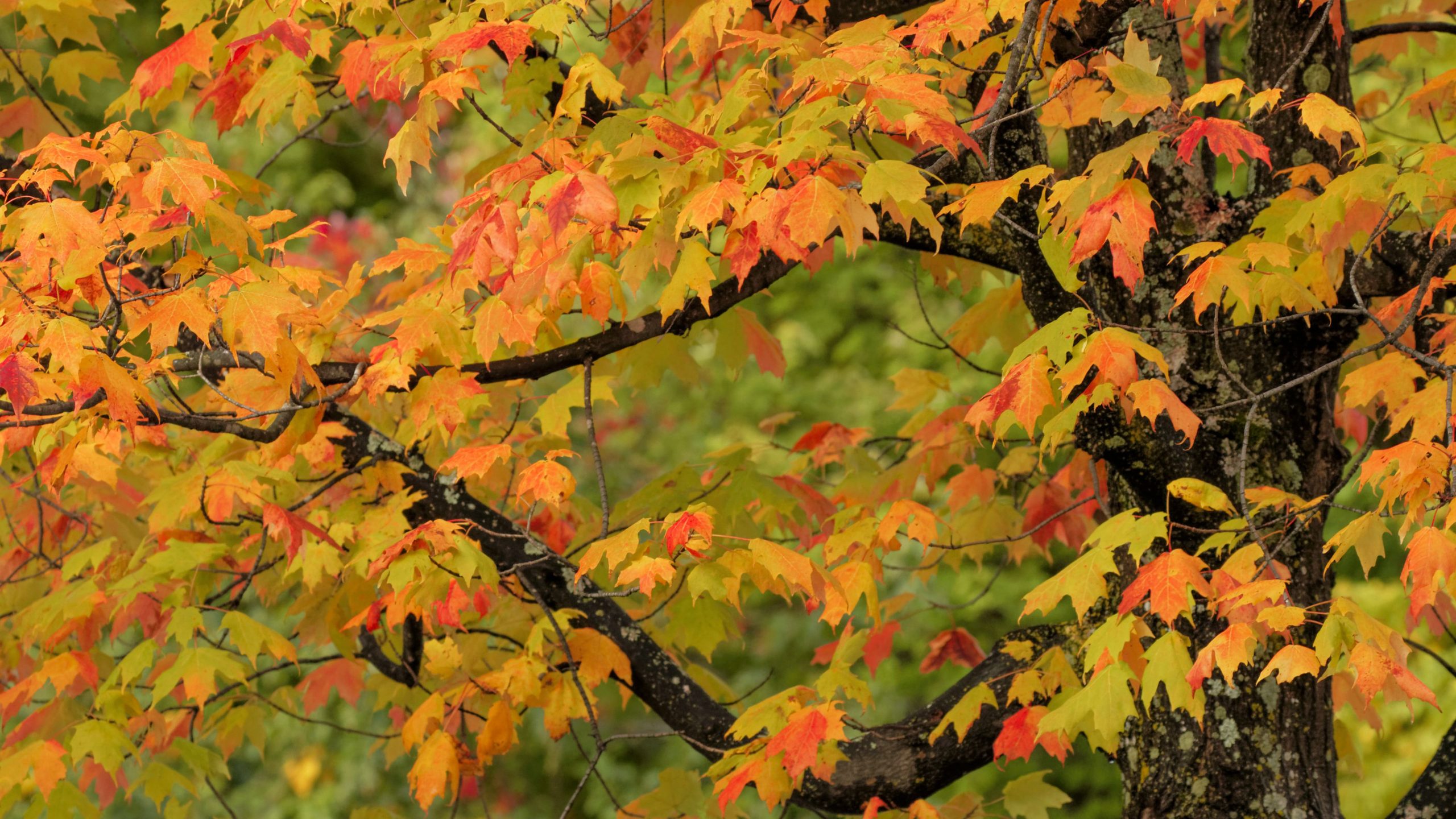 Developing Artificial Intelligence to Distinguish Between Tree Species!