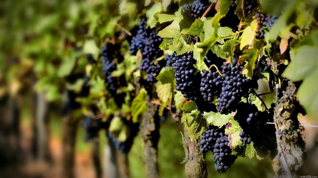 Less Grape Harvest Less Winemaking!