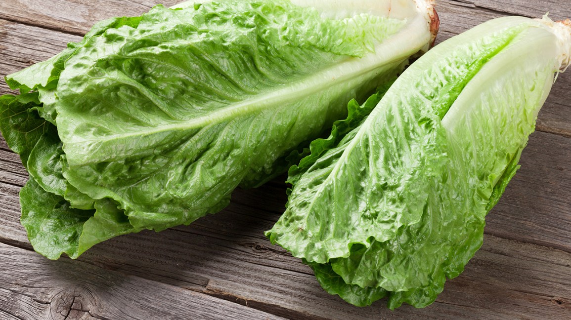 Registering a New Variety of Lettuce in Chernihiv!