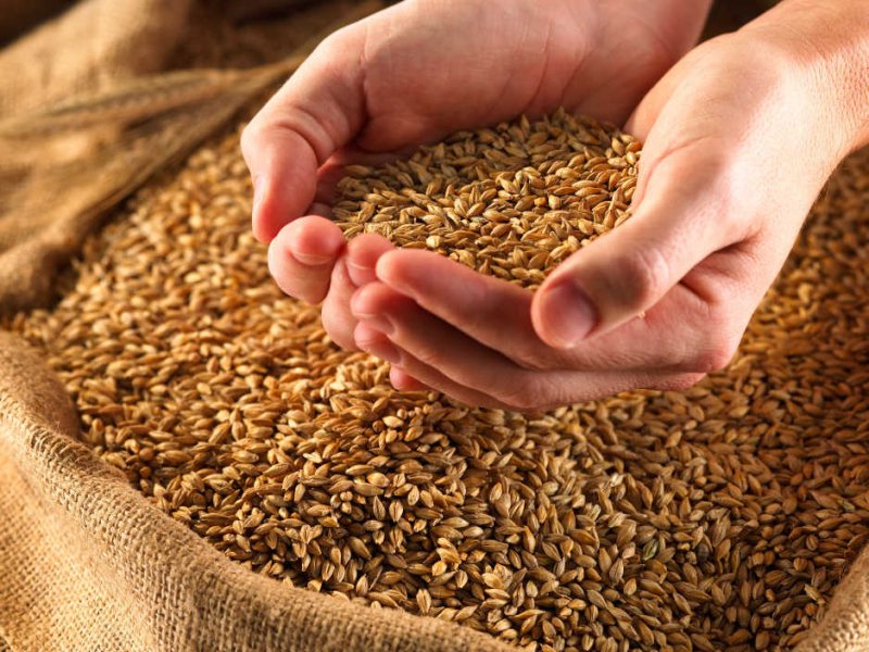 Rising in the Grain Prices in Ukraine!