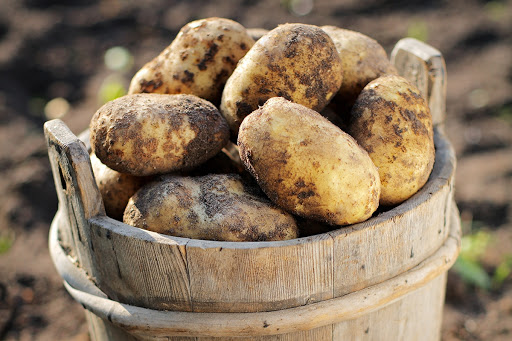 Selling Lithuanian Potatoes in Supermarkets!