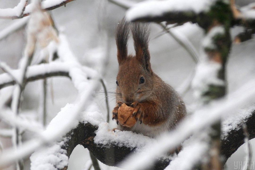 Ukraine: Snowfalls and Frost Expected in February