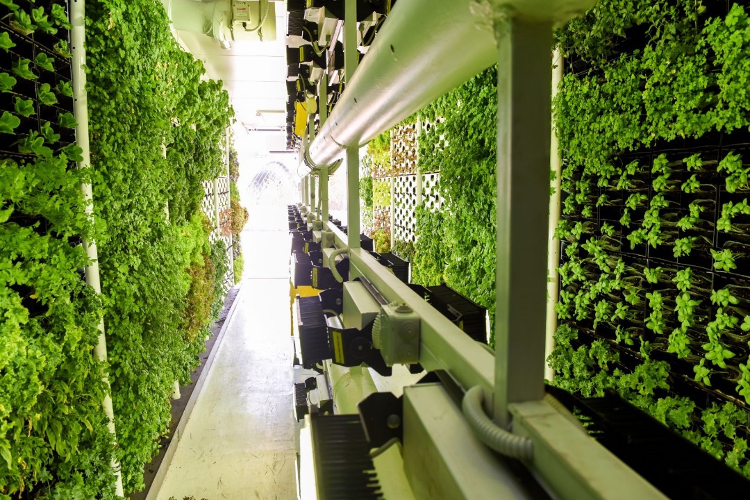 Vertical Farms for Growing Greenery in Ukrainian Supermarkets!