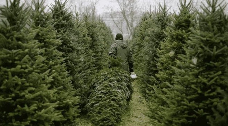 Ukraine Is Threatened by an Ecological Catastrophe Due to Christmas Trees!