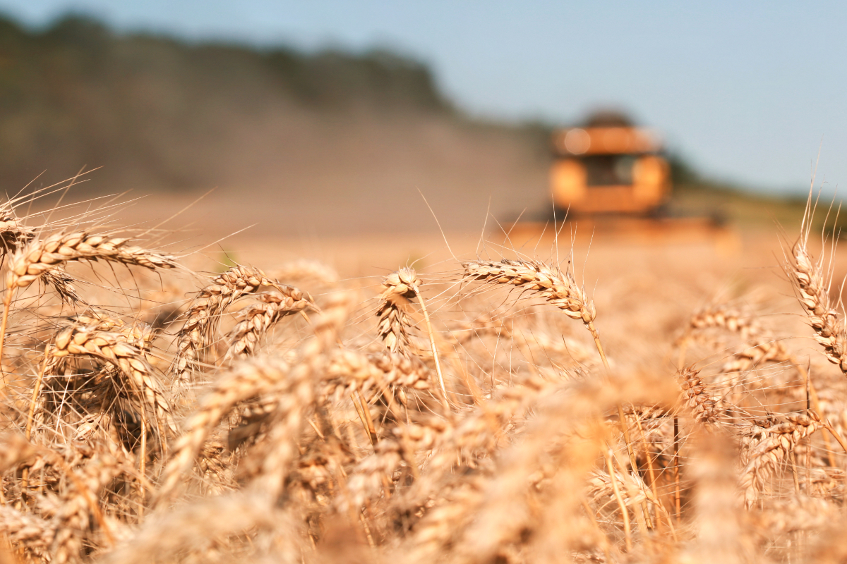 Growing Wheat and Mustard in Ukraine Using Swiss Technology!