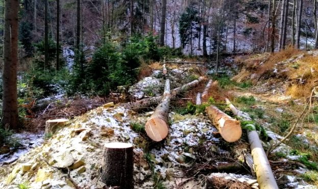 Illegal Logging in Transcarpathia!