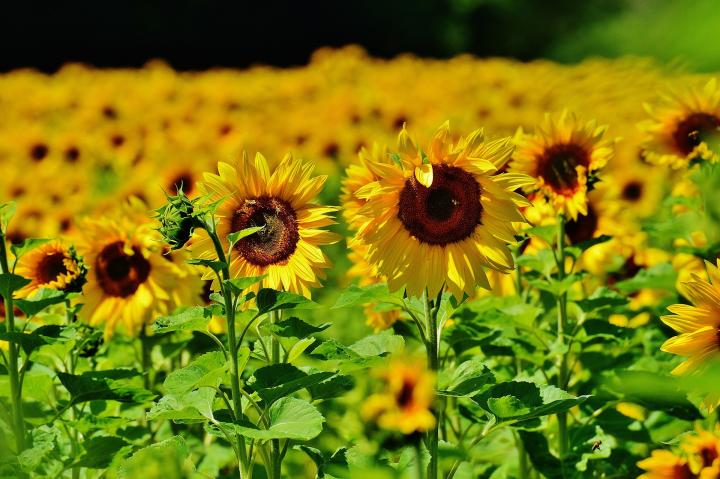 Important Information That Farmers Need to Know When Sowing Sunflowers!