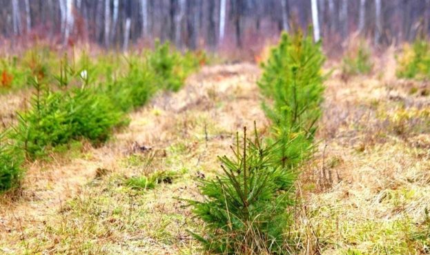 In the Rivne Region, Restoring Forest Crops on 3,000 Hectares