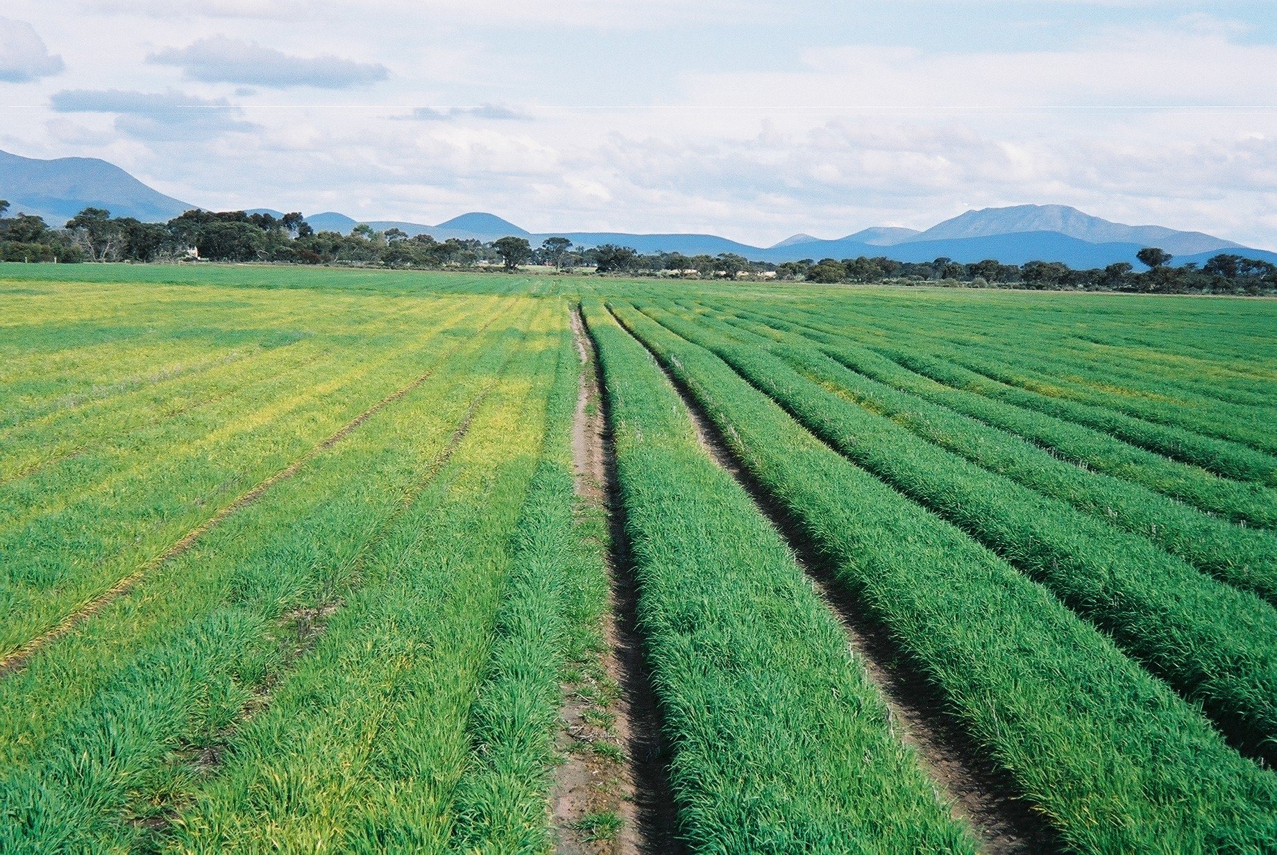 Overcoming Stress on Winter Crops