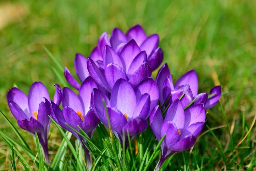 Selling More Than 20 Million Primroses Every Year in Ukraine