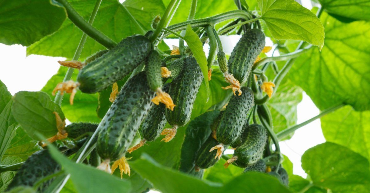 The Most Delicious Hybrids of Cucumber for Processing