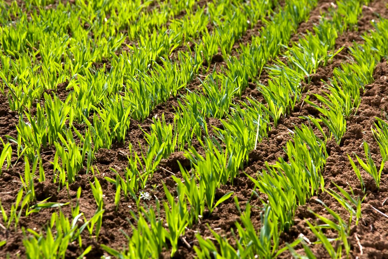 The State of Winter Crops in the Dnipropetrovsk Region