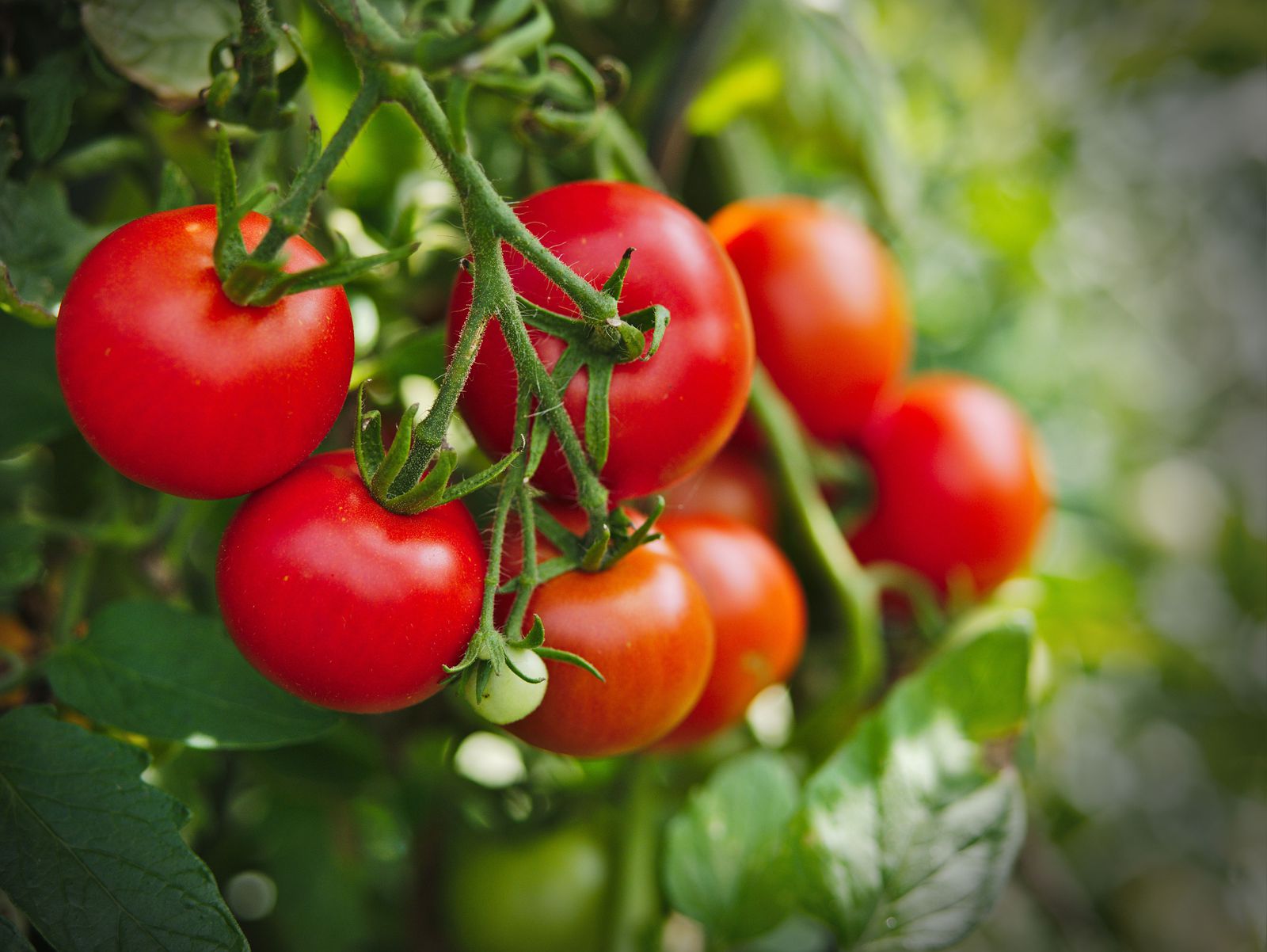 Tomatoes Can Warn of Other Plants
