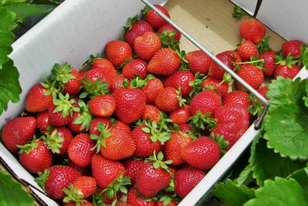 A Banker Quit His Job and Started Growing Strawberries