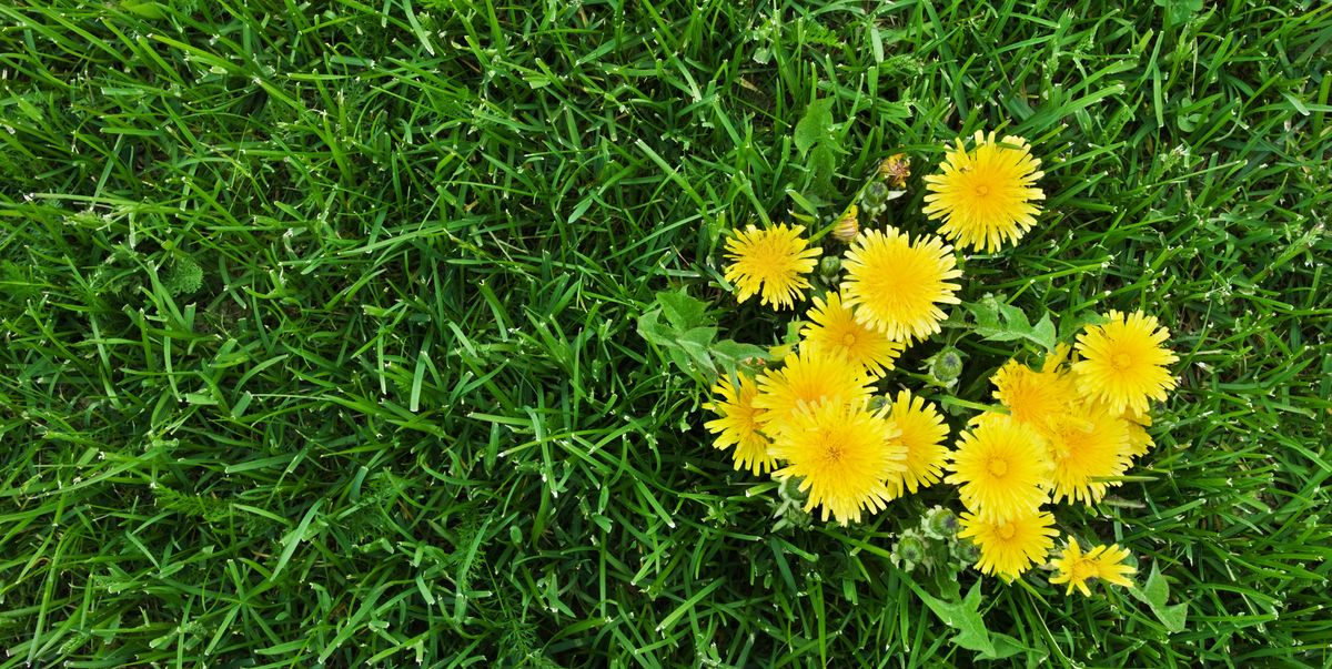 A Solution to Get Rid of Dandelions in the Garden