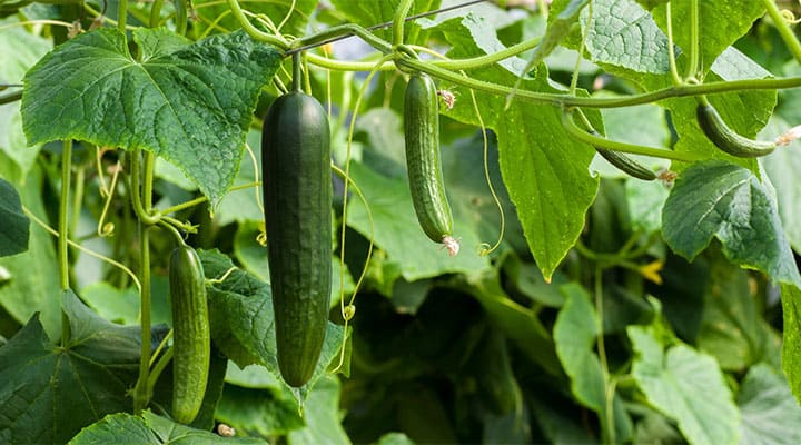 Forming Cucumber Seedlings Properly to Get a High Yield