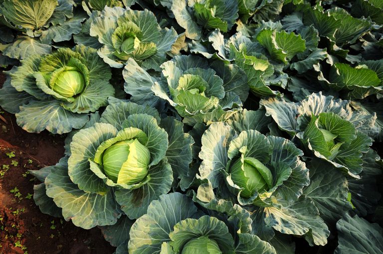 Growing Cabbage Without Seedlings