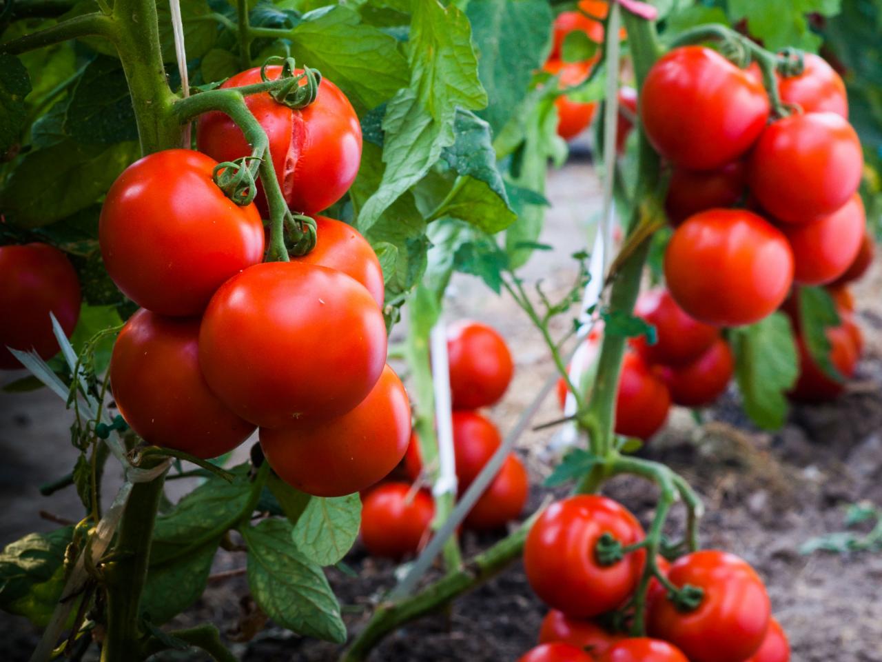 How to Avoid Late Blight on Tomatoes