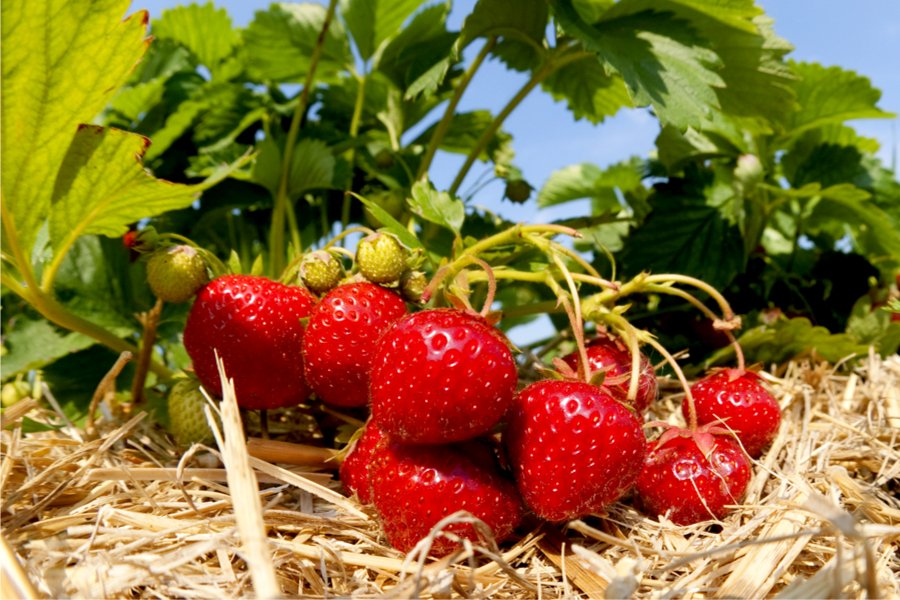 How To Feed Strawberries in the Spring To Get a Great Harvest