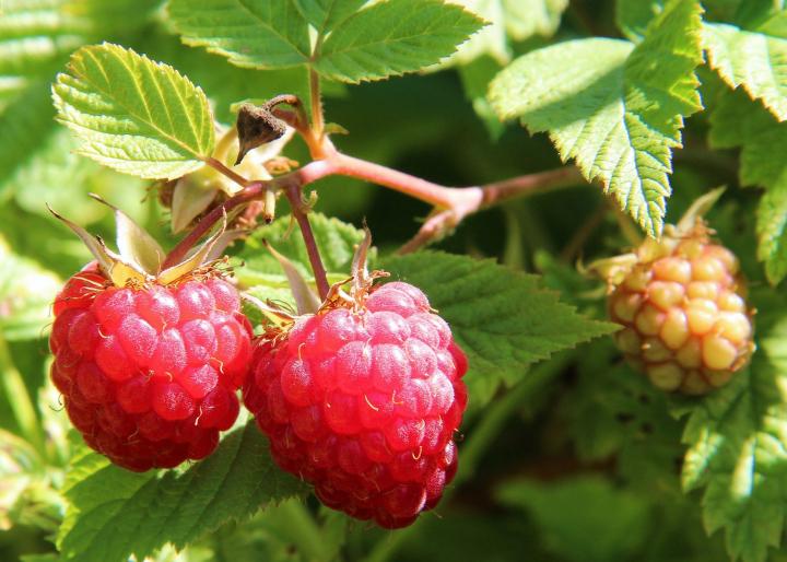 How to Feed Raspberries After Winter in the First Place