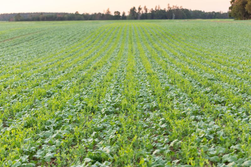 How to Protect Winter Oilseed in the Spring