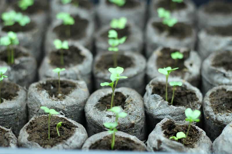 Peat Tablets for Growing Seedlings, Good or Bad