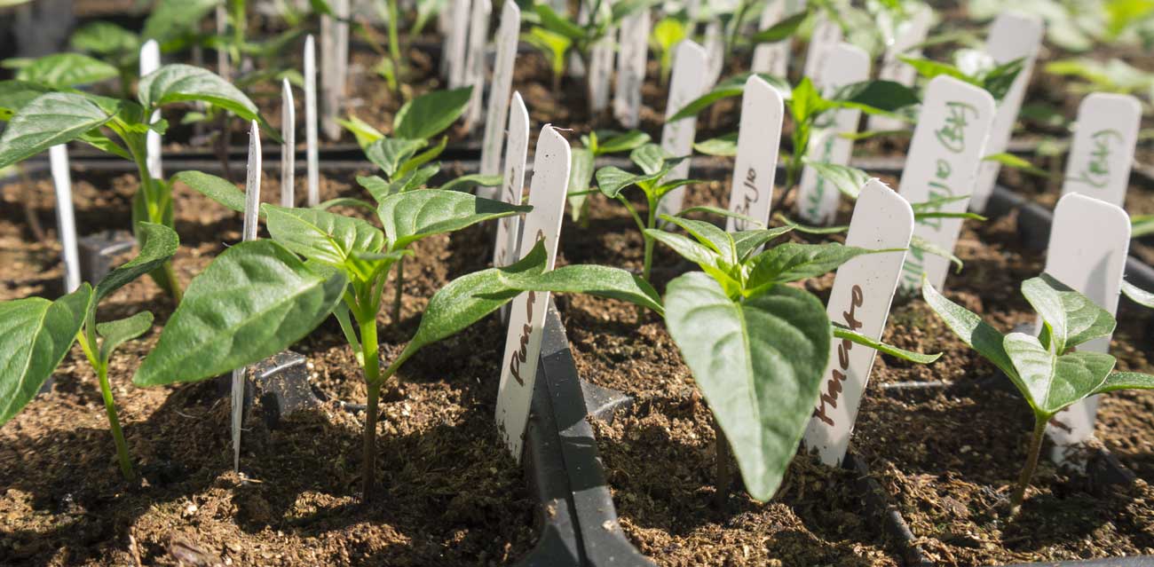 Protecting Seedlings from Drying Out and Ultraviolet Rays