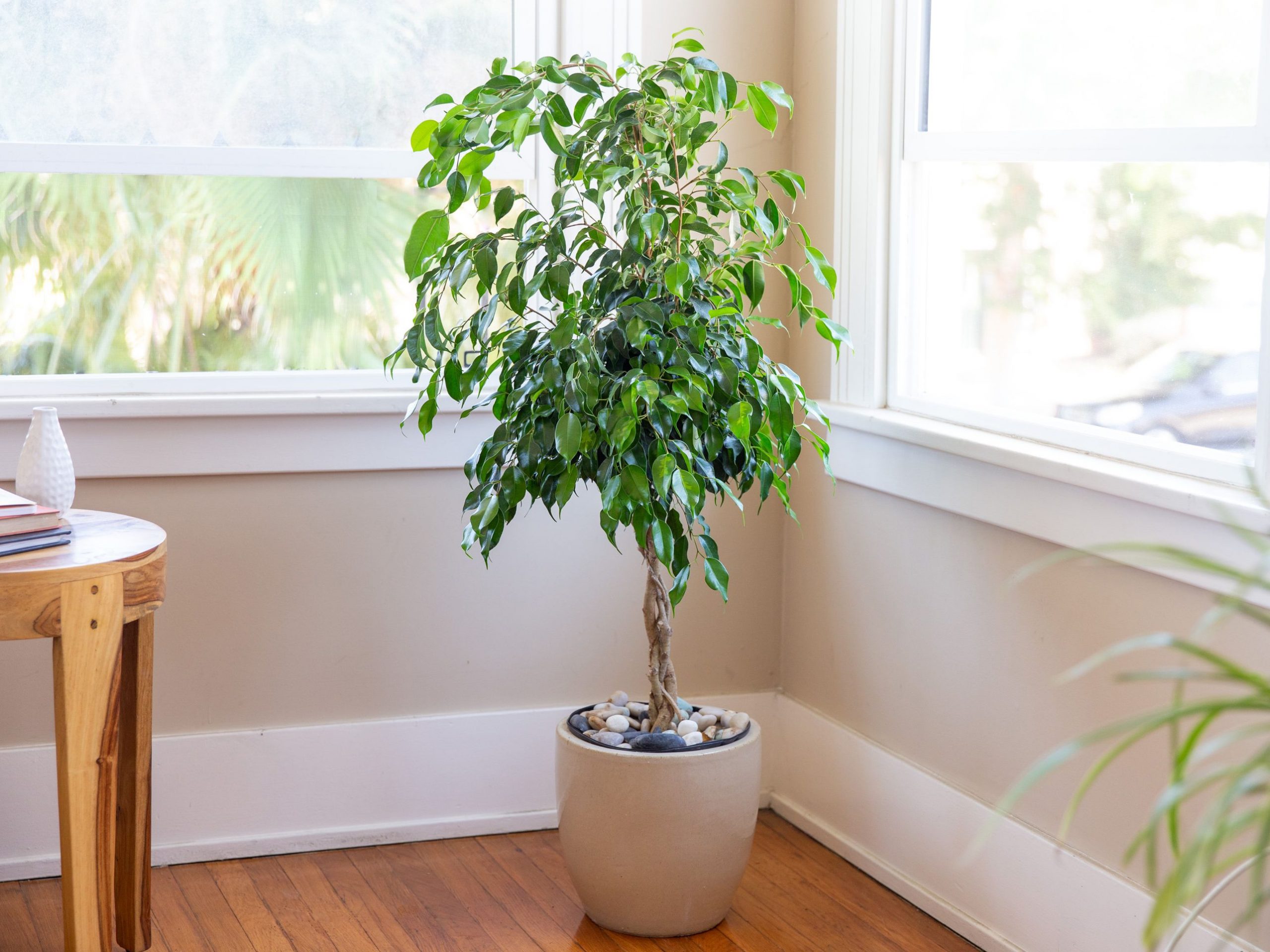 Reasons Why Ficus Become Dry and Lose Their Leaves