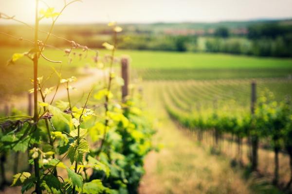 Several Important Spring Works in the Vineyard