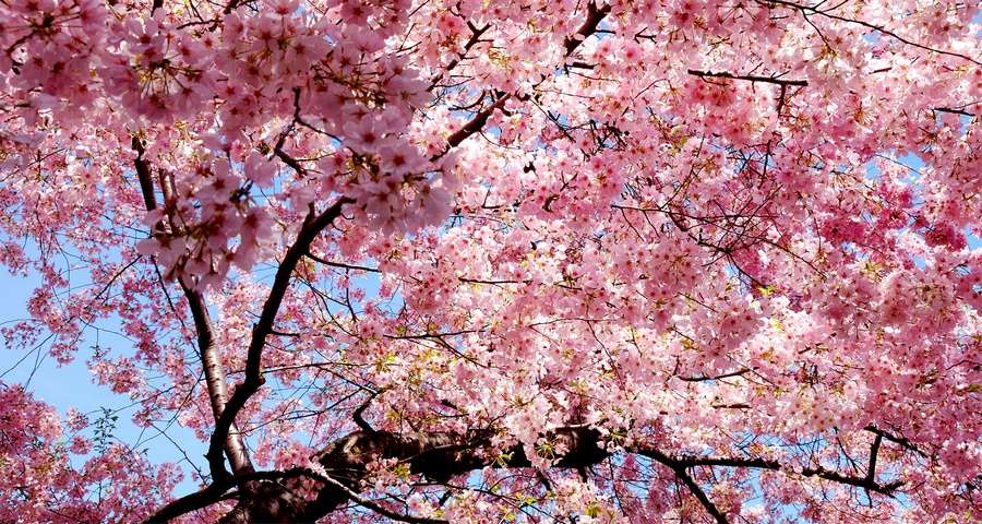 The First Sakura Blossoms in Vinnytsia