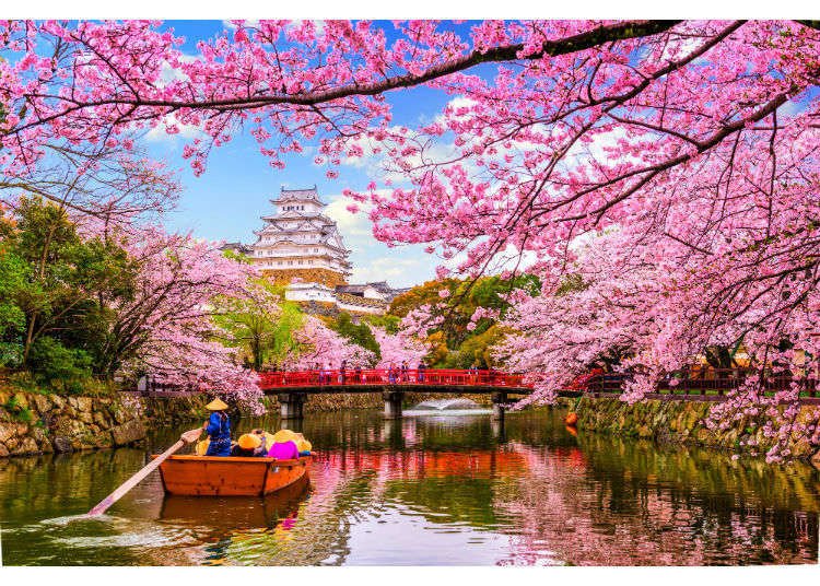 The Profound Meanings in Cherry Blossoms in Japan