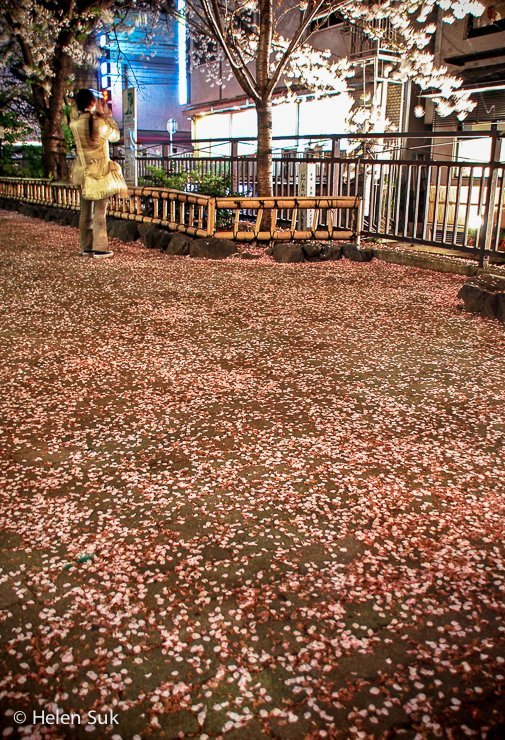 The Profound Meanings in Cherry Blossoms in Japan