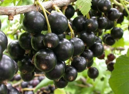 The Rejuvenation Pruning of Black Currants