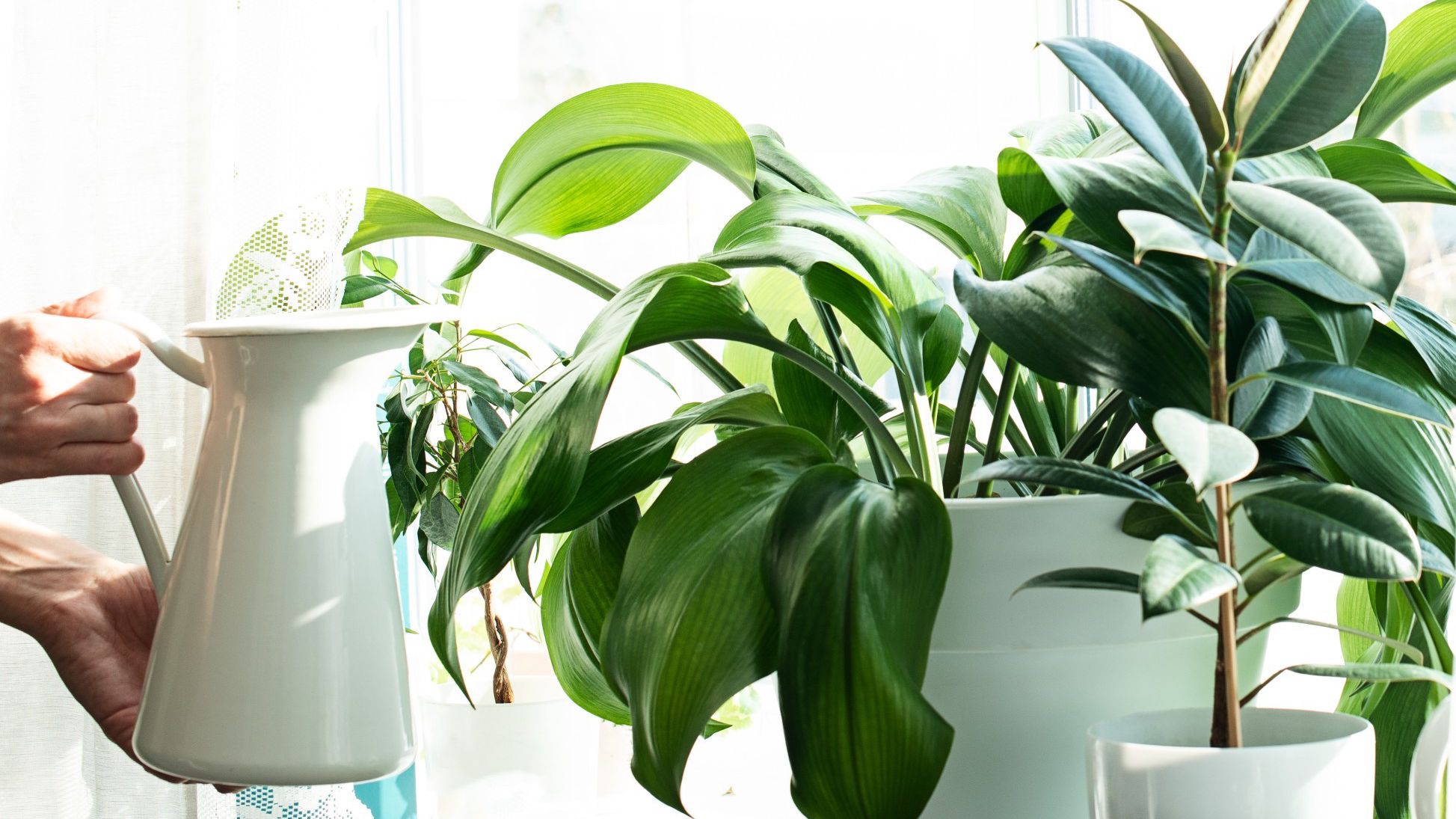 Tips on How to Prepare Houseplants for Spring