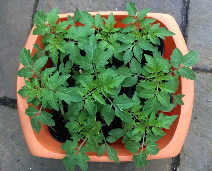 Useful Tips for Growing Tomatoes Without Seedlings