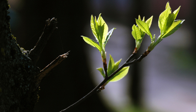 Flowers will bloom and spring will return to Ukraine